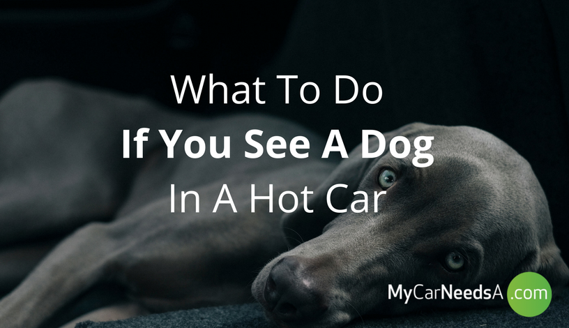 What To Do When You See A Dog In A Hot Car?